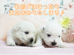 新しい仲間が増えました♪